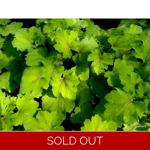 Heucherella 'Art Nouveau'